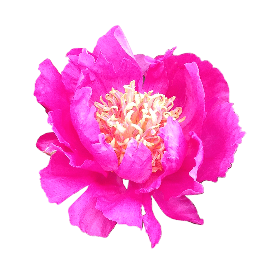 Fuchsia Peonies Free Shipping from Growers