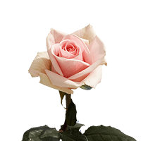(OC) Single Asst Roses Med 40 For Delivery to Auburn, New_York