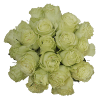 (OC) Rose Sht Limonada 50 Stems 2 Bunches For Delivery to Pahrump, Nevada