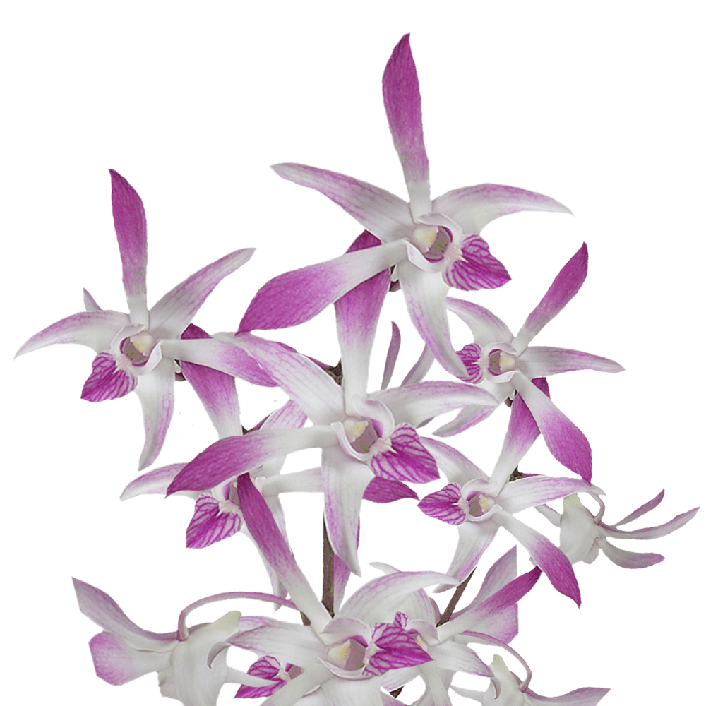 Orchids Ceasar Qty For Delivery to Pinellas_Park, Florida