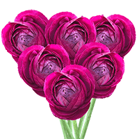 Ranunculus Burgundy 30Cm 10 Bunches (QB) For Delivery to Port_Chester, New_York