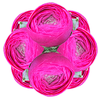 Ranunculus Dpink 40Cm 15 Bunches (HB) For Delivery to Cranberry_Twp, Pennsylvania