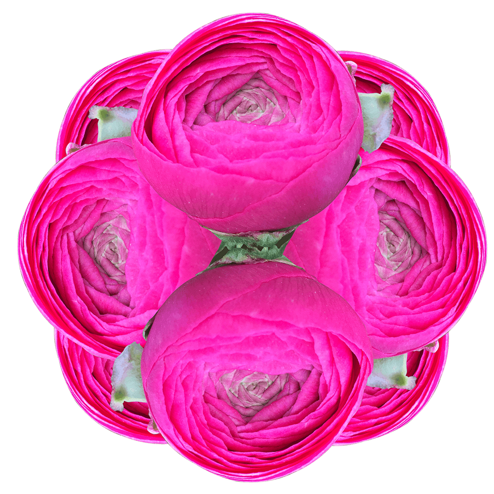 Get ranunculus Dark Pink Flowers Lowest Cost Online