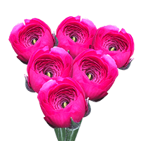 Ranunculus Hpink 30Cm 10 Bunches (QB) For Delivery to Stony_Brook, New_York