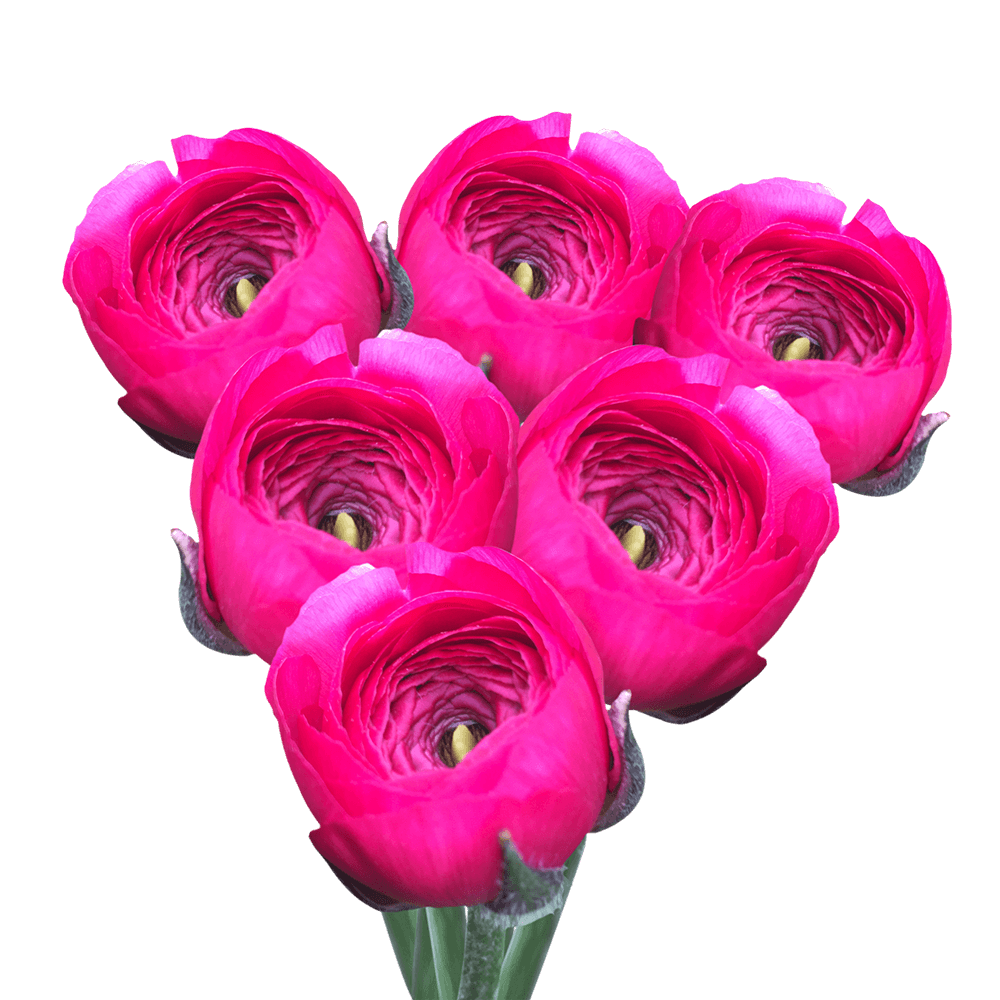 Get ranunculus Hot Pink Flowers Lowest Cost Online