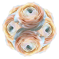 Ranunculus Peach 40Cm 15 Bunches (HB) For Delivery to Converse, Texas