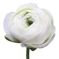 Ranunculus White 40Cm 5 Bunches (OC) For Delivery to New_Castle, Delaware