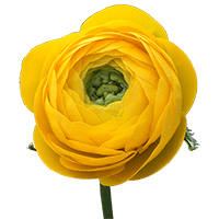 Ranunculus Yellow 40Cm 5 Bunches (OC) For Delivery to Westland, Michigan