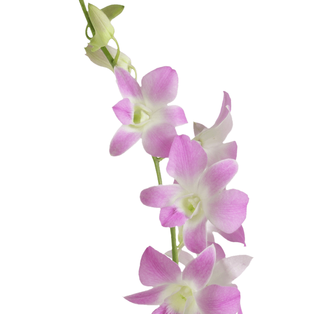 Get Sakura Dendrobium Orchids Flower Delivery