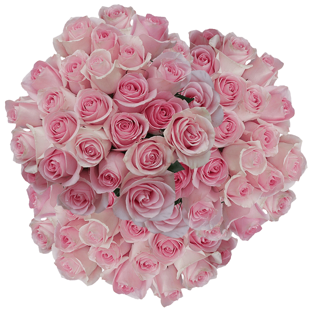 Get Soft Pink Roses Lowest Prices