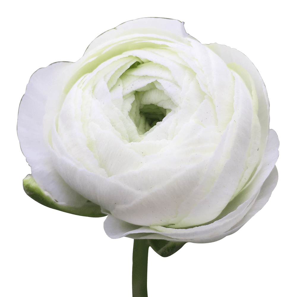 White Ranunculos Qty From 50 -150 Flowers For Delivery to Faqs.Html, Colorado