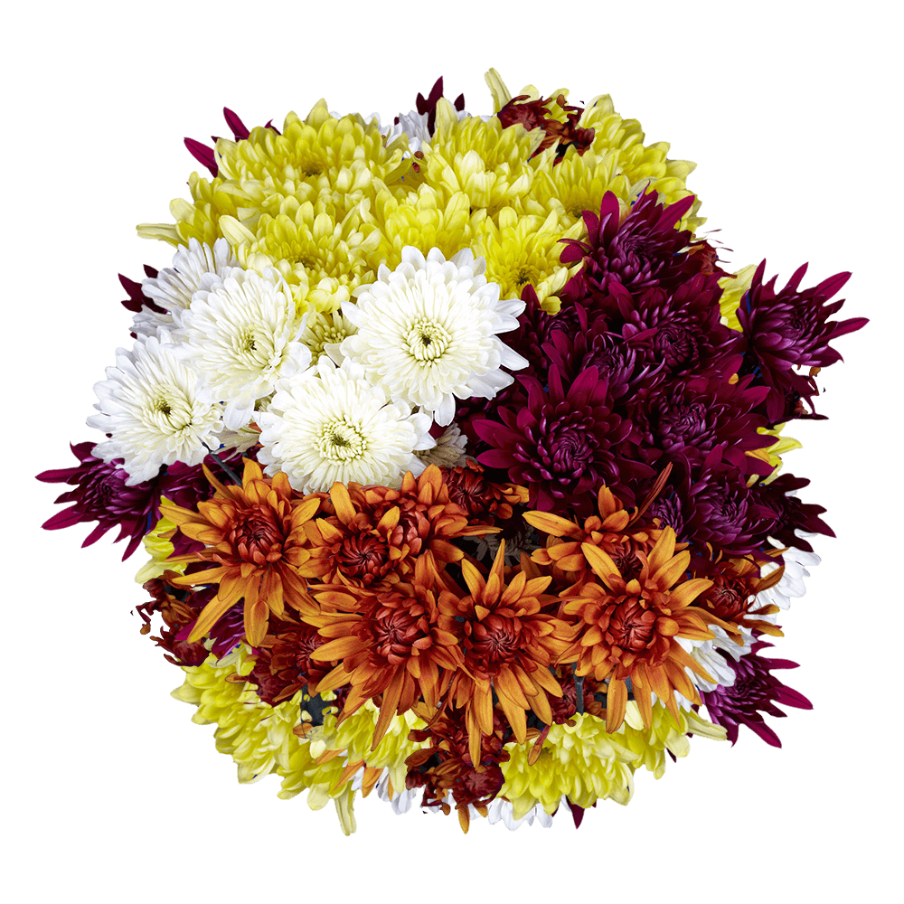 Gorgeous Assorted Chrysanthemums Cushion Flowers