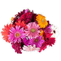 (HB) Mini Gerberas Valenite Day 48 Bunches For Delivery to New_York