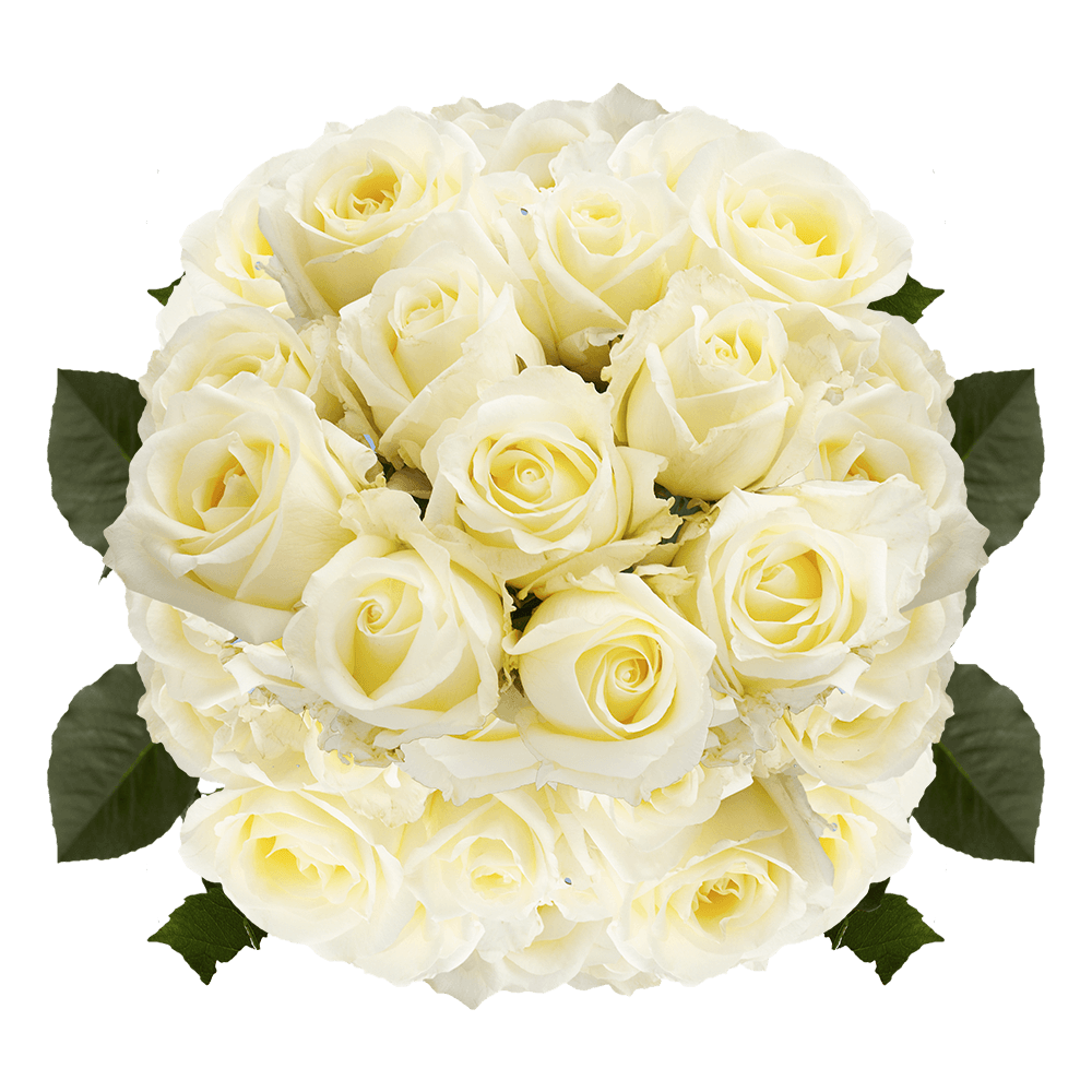 Gorgeous Cream Roses