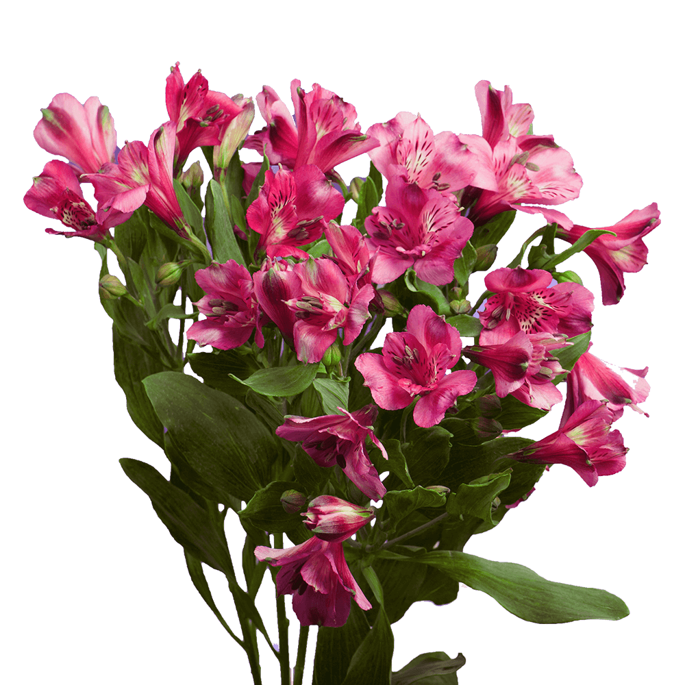 Gorgeous Fancy Hot Pink Alstroemeria Flowers