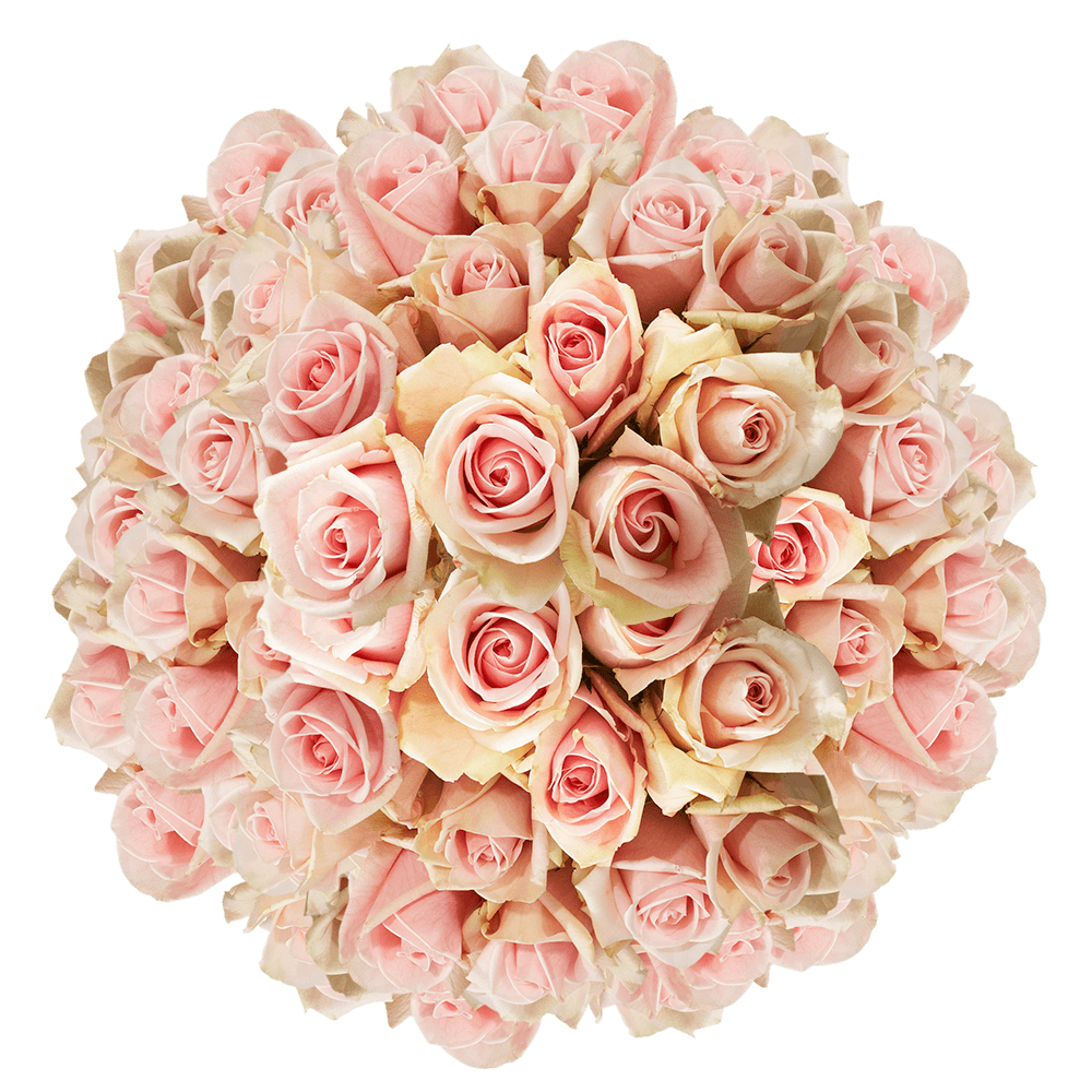 Gorgeous Light Pink Champagne Roses
