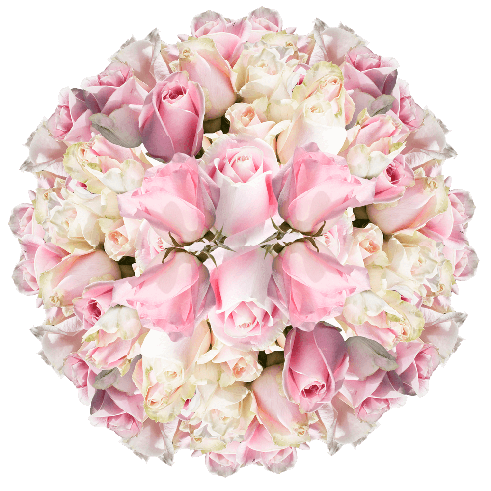 Gorgeous Light Soft Pink Cut Roses