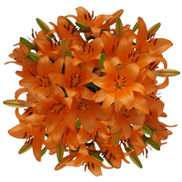 (QB) Asiatic Lilies Orange 4 Bunches For Delivery to Abilene, Texas