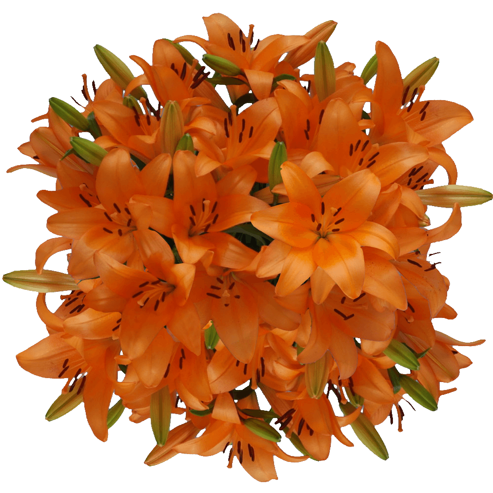 Gorgeous Orange Asiatic Lilies