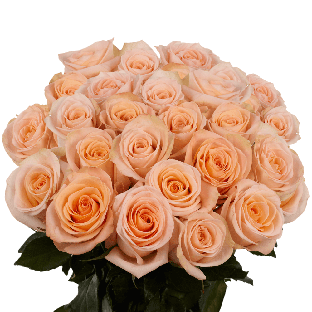 Gorgeous Peachy Pink Roses