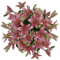 (OC) Asiatic Lilies Pink 2 Bunches For Delivery to Saint_Cloud, Minnesota