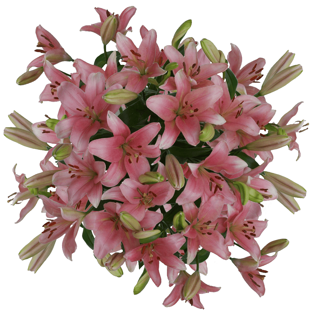 Gorgeous Pink Asiatic Lilies