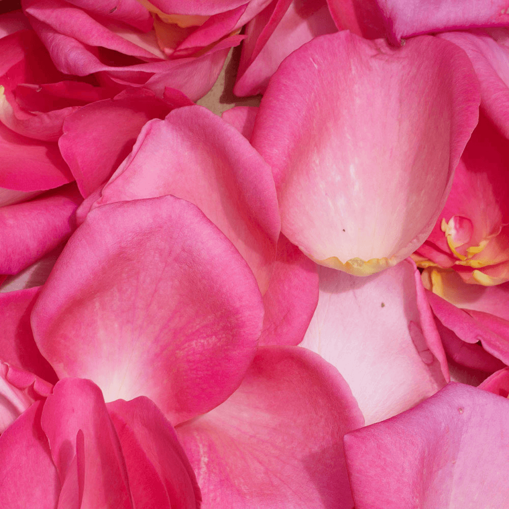Gorgeous Pink Rose Petals