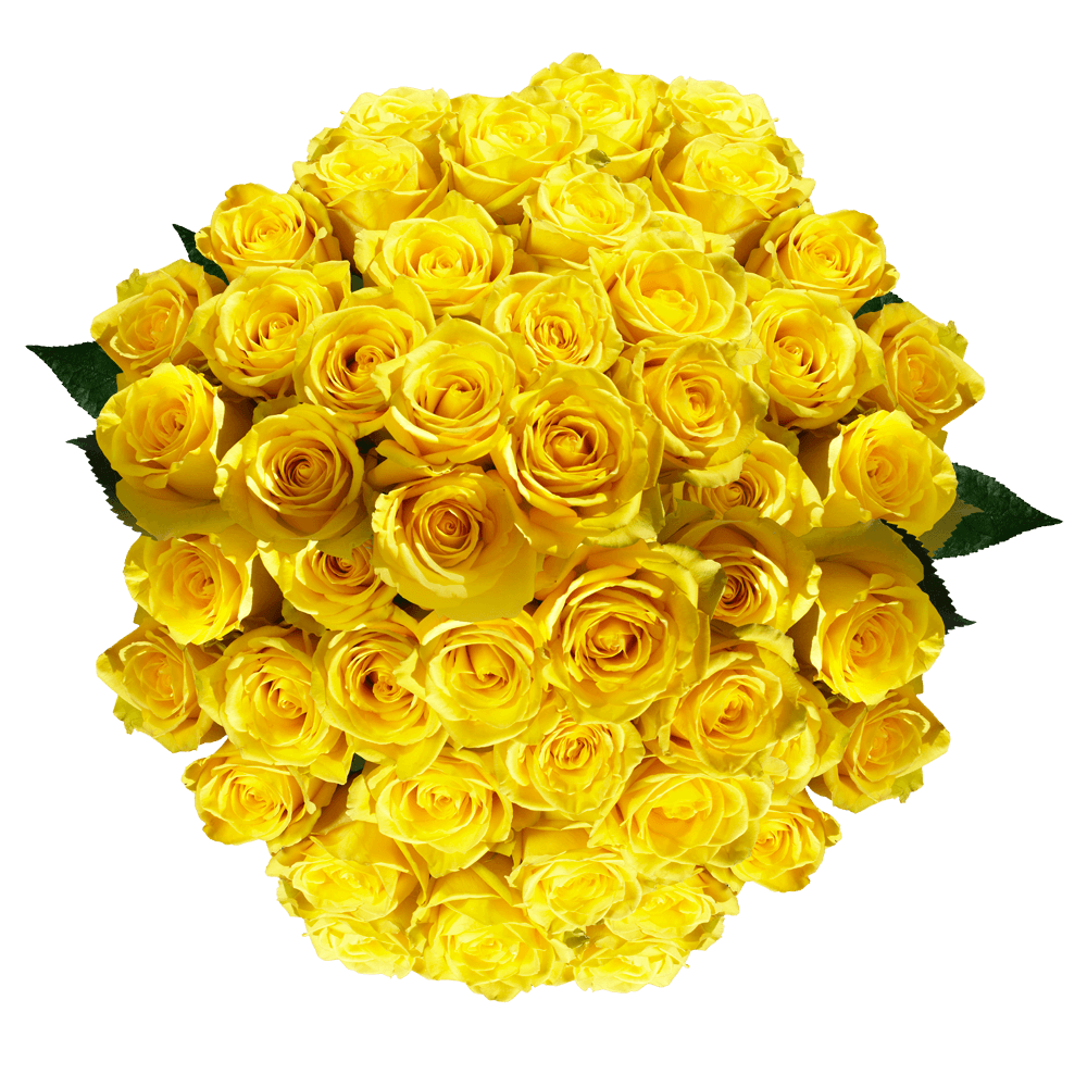 Gorgeous Pure Yellow Roses