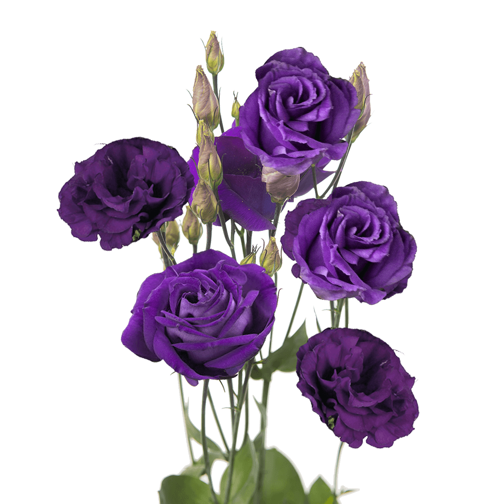 Gorgeous Purple Lisianthus Flowers