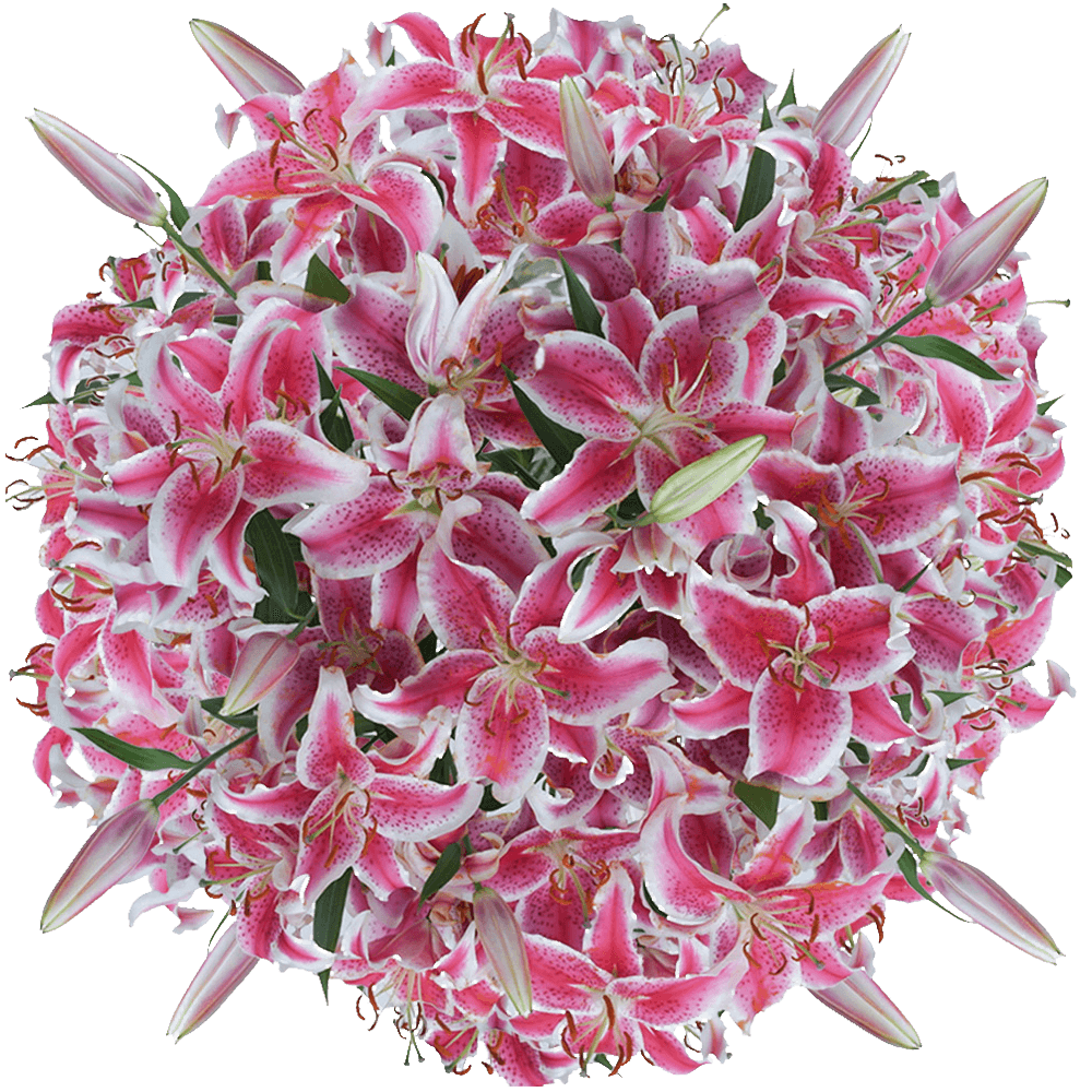Gorgeous Stargazer Oriental Lilies