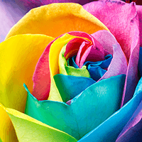 (HB) Rose Med Rainbow For Delivery to Delray_Beach, Florida