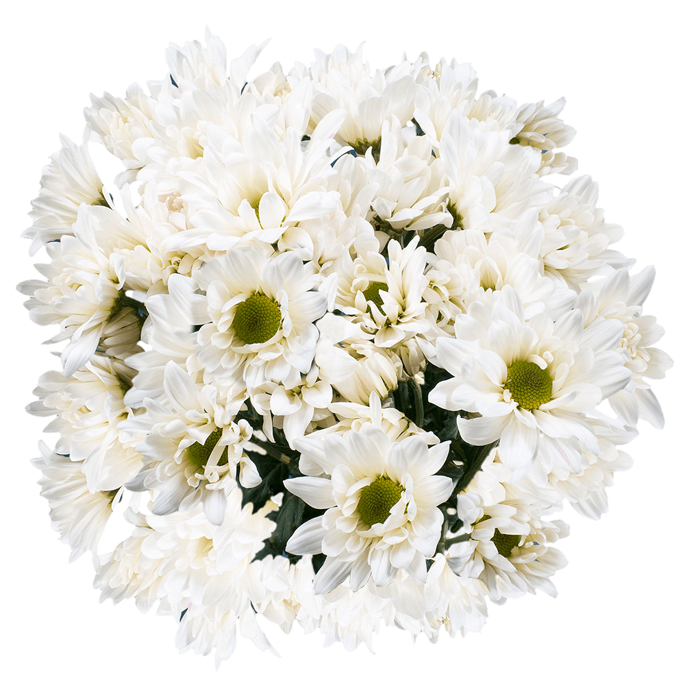 Gorgeous White Chrysanthemum Daisy Flowers