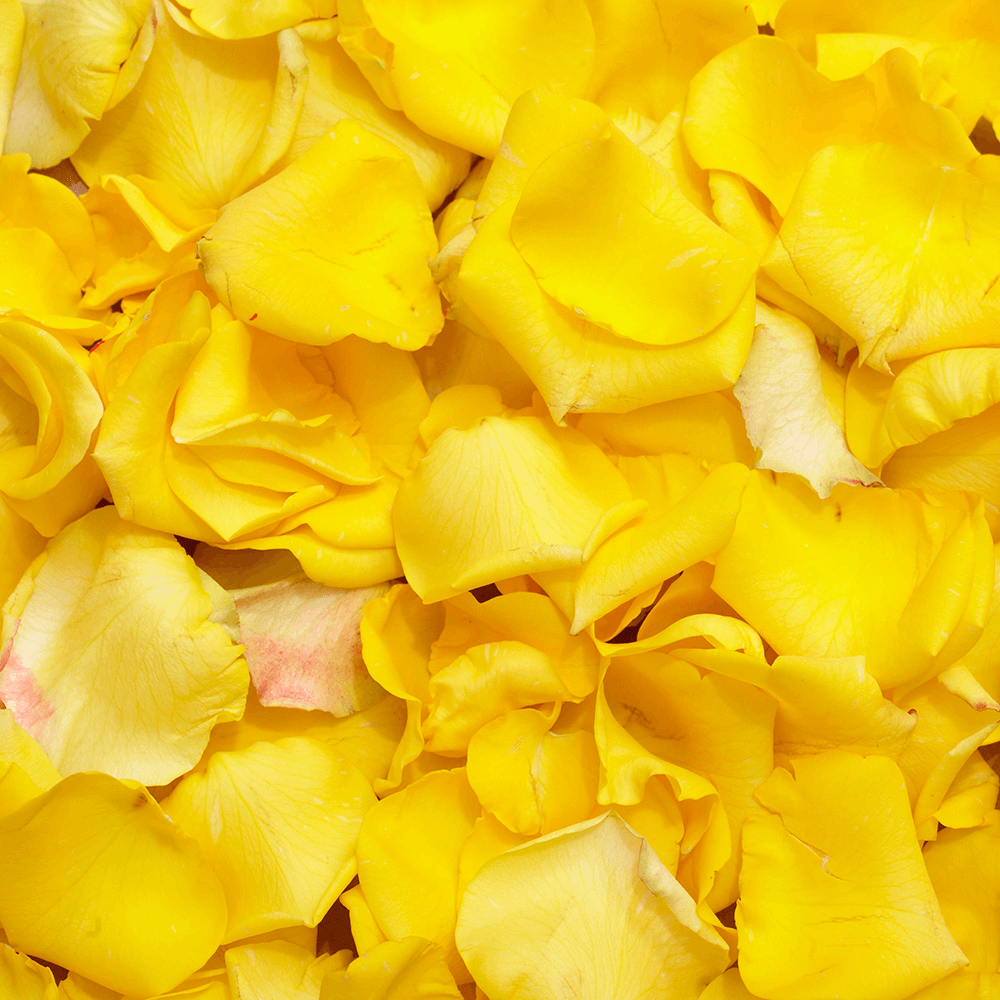 Gorgeous Yellow Rose Petals