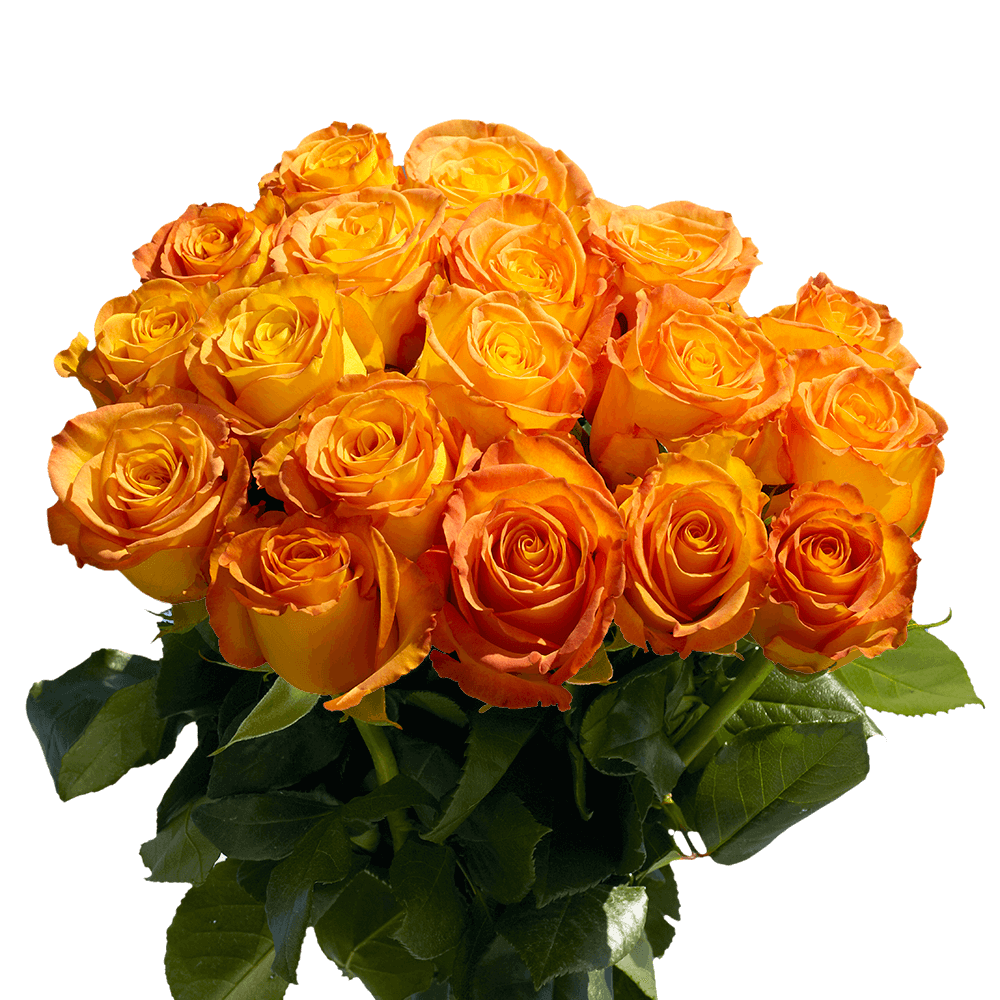 Gorgeous Yellow Roses with Orange Tips