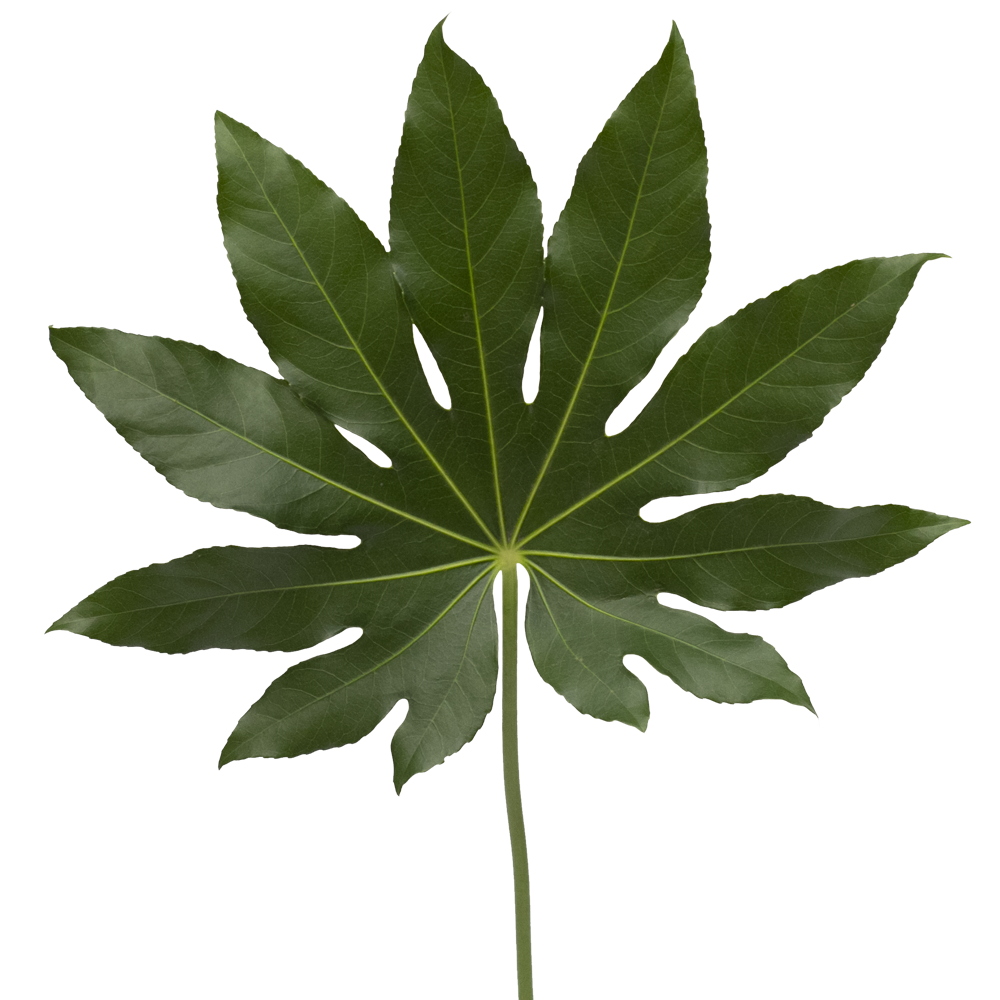 Aralia Qty For Delivery to Westerly, Rhode_Island
