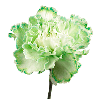 Qty of Green Carnations For Delivery to Traverse_City, Michigan