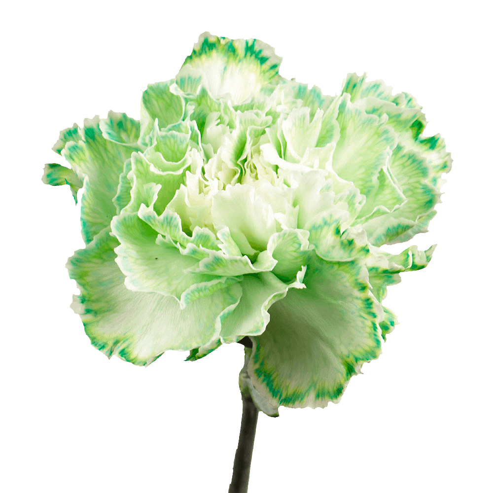Qty of Green Carnations For Delivery to Montebello, California