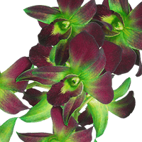 Orchids Green Sonnia 90 (HB) For Delivery to Kansas