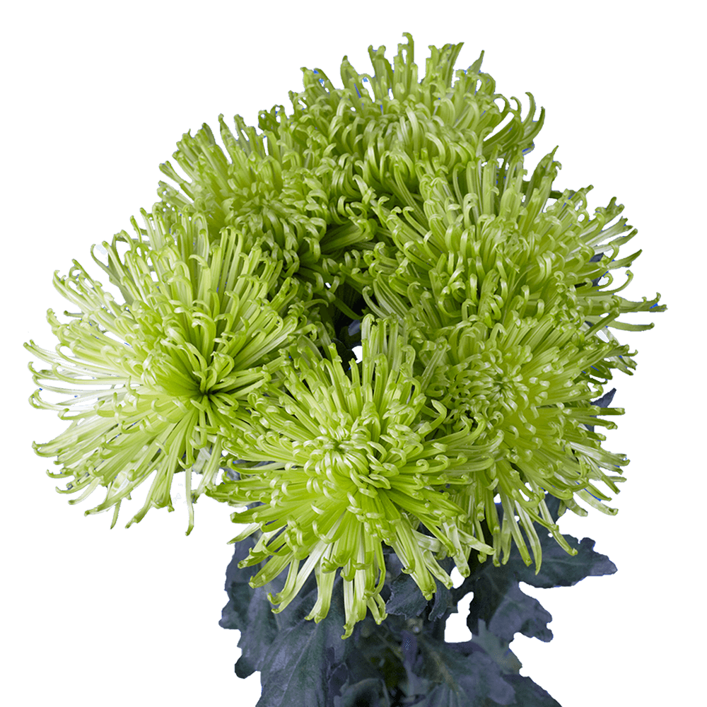 Fresh Green Chrysanthemum Button Flowers
