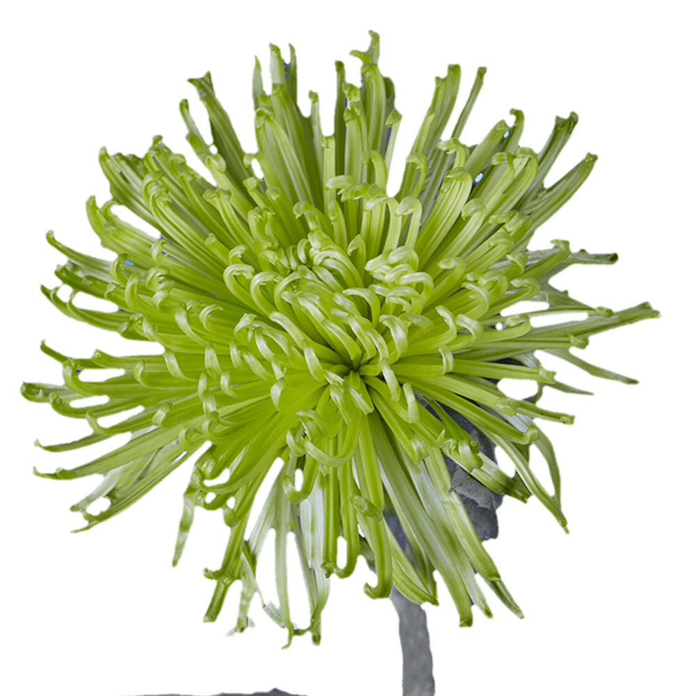 Qty of Green Fuji Spider Mums For Delivery to Faqs.Html, Illinois