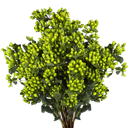 HYPERICUM