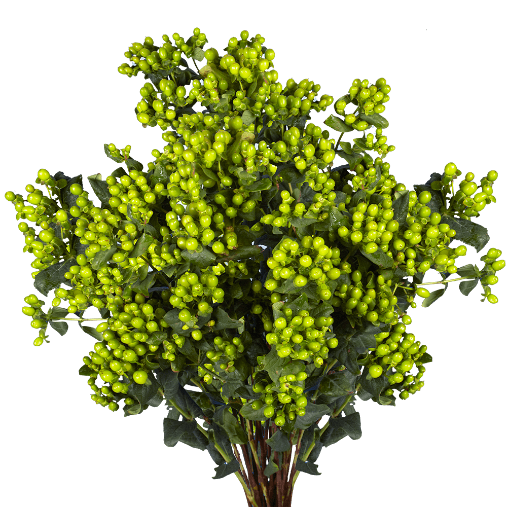 Qty of Green Hypericum Flowers For Delivery to Riverside, California
