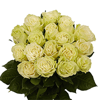 Rose Sht Green (OC) [Include Flower Food] (OM) For Delivery to Massena, New_York