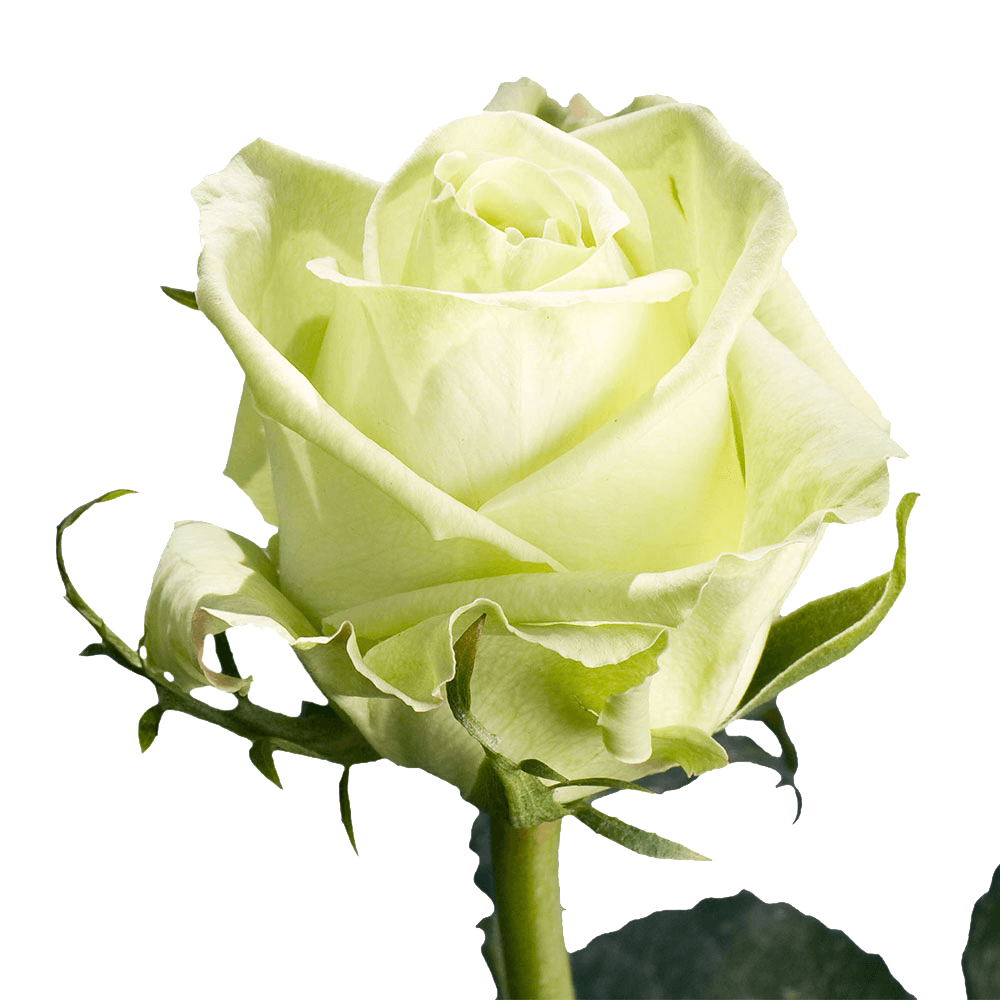 Qty of Green Tea Roses For Delivery to Gastonia, North_Carolina