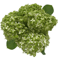 Green Variegated Hydrangeas 20 (QB) For Delivery to Lafayette, Louisiana