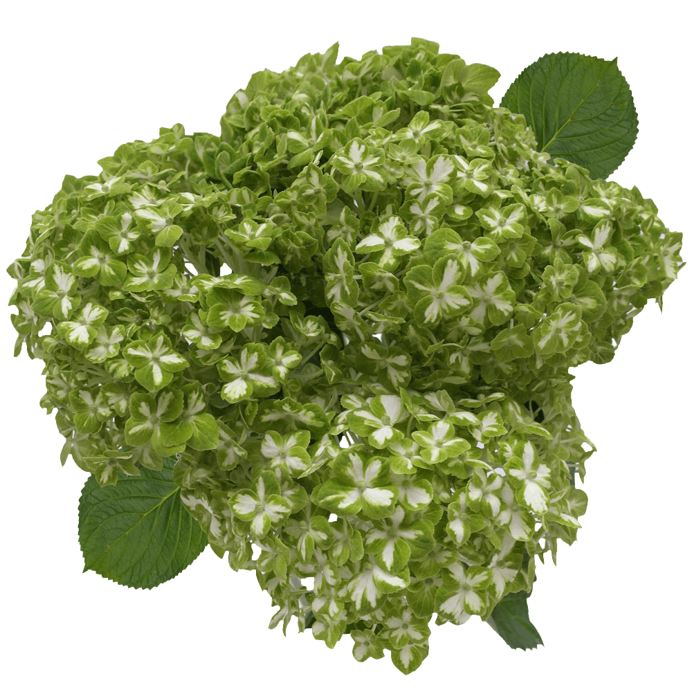 Green Variegated Hydrangea Flowers Lowest Prices