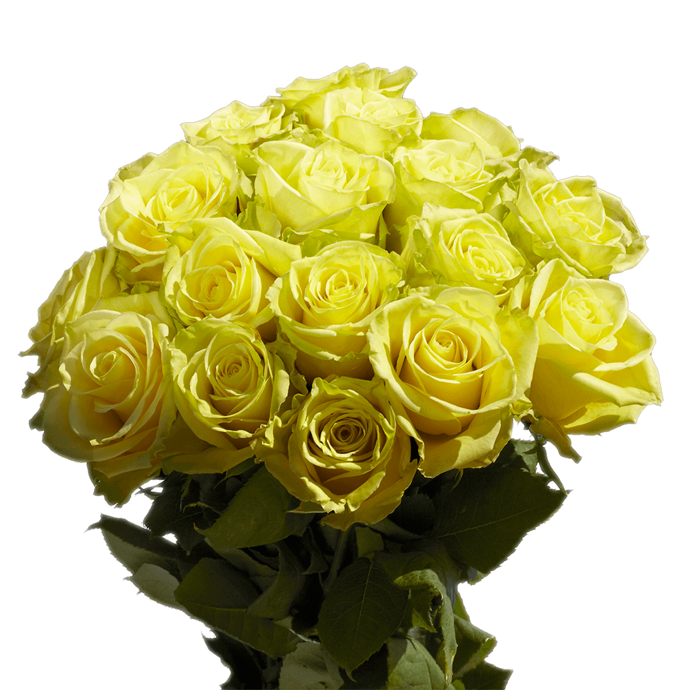 Greenish Yellow Cut Roses