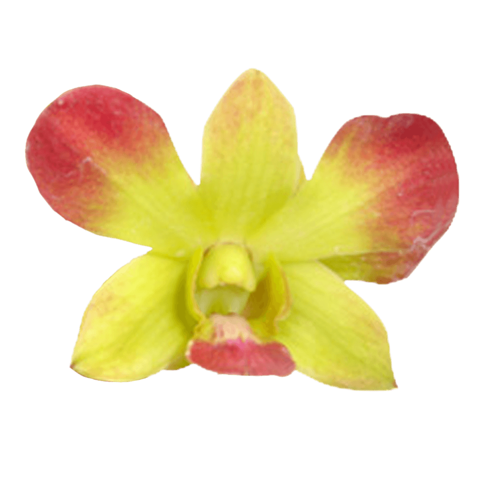Gun Pong Orchids Discount Prices Online
