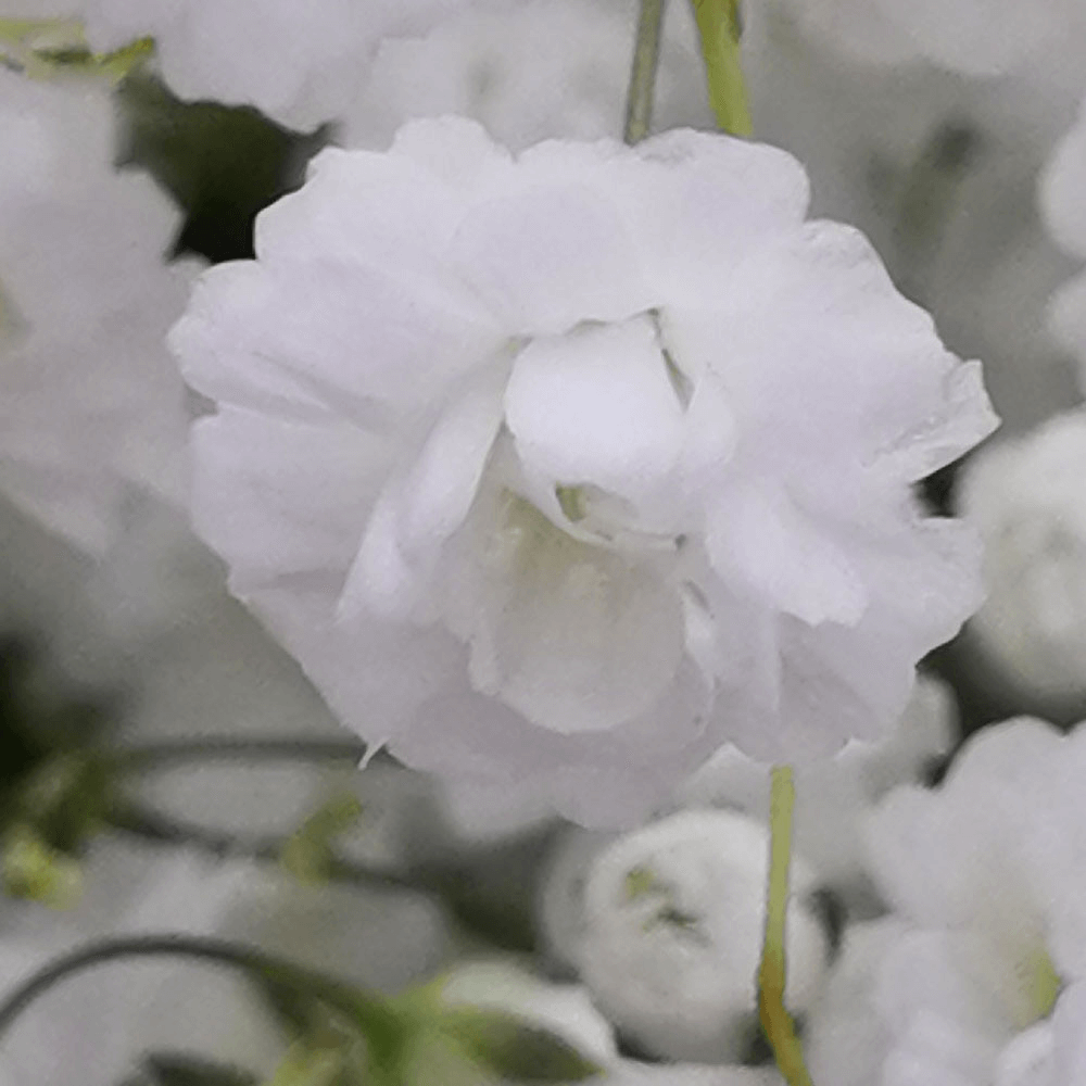 Gypsophila Baby's Breath Free Flowers Delivery