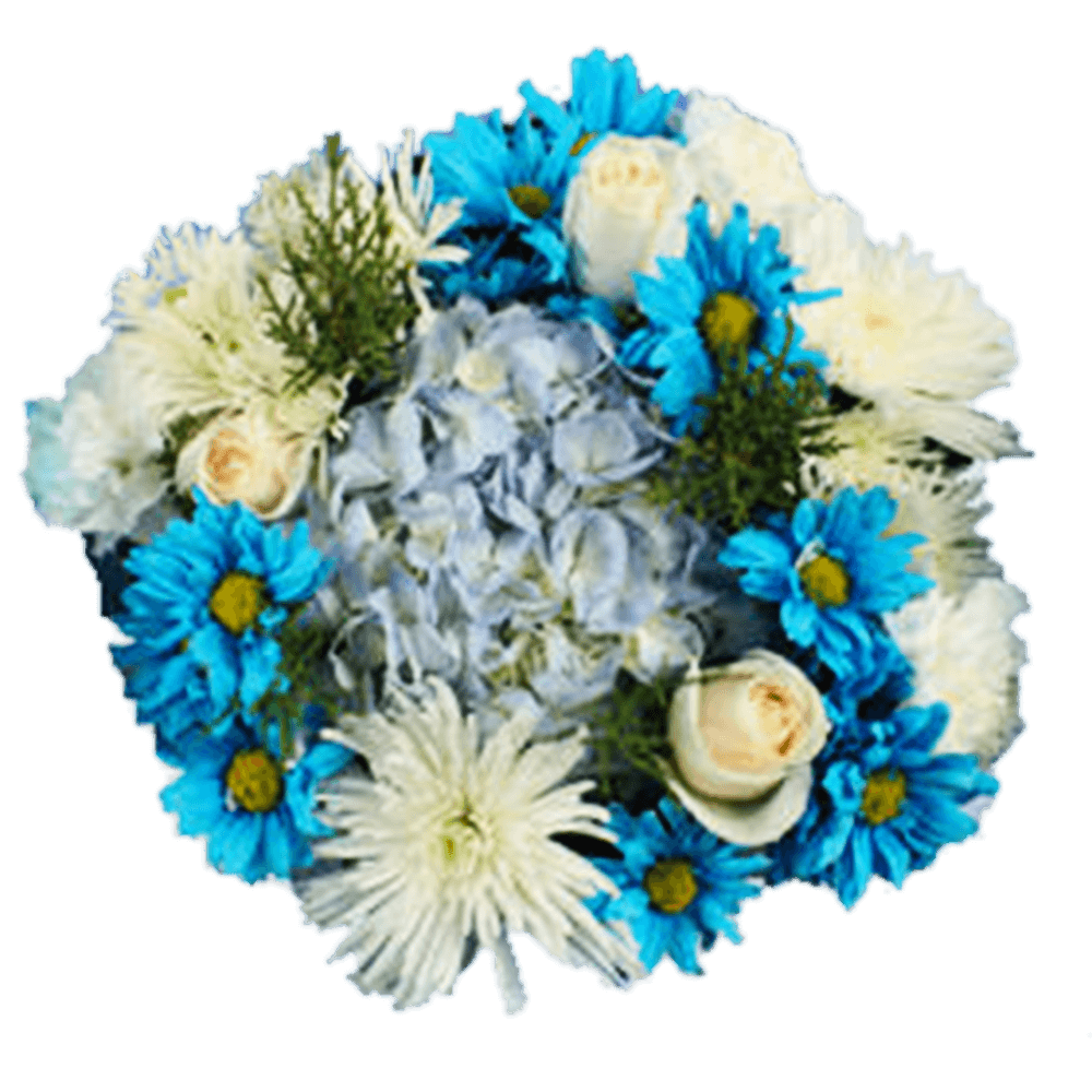 Hannukah Flowers For Sale White Carnations Blue Cushion Pompoms